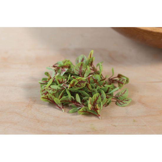 Sorrel, Red Veined - Microgreen Seed