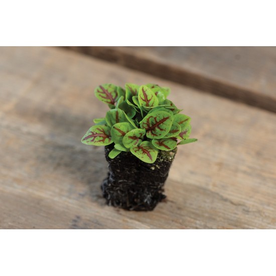 Sorrel, Red Veined - Organic Microgreen Seed