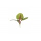 Sorrel, Red Veined - Organic Microgreen Seed