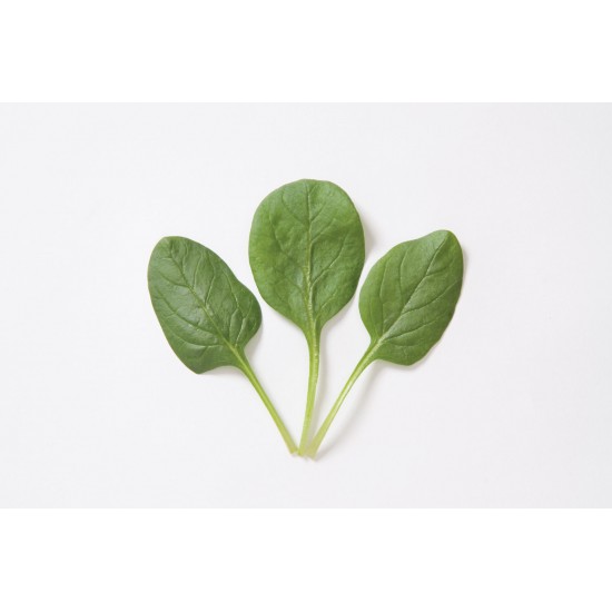 Space - (F1) Spinach Seed