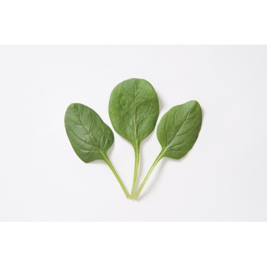Space - Organic (F1) Spinach Seed