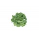 Space - Organic (F1) Spinach Seed