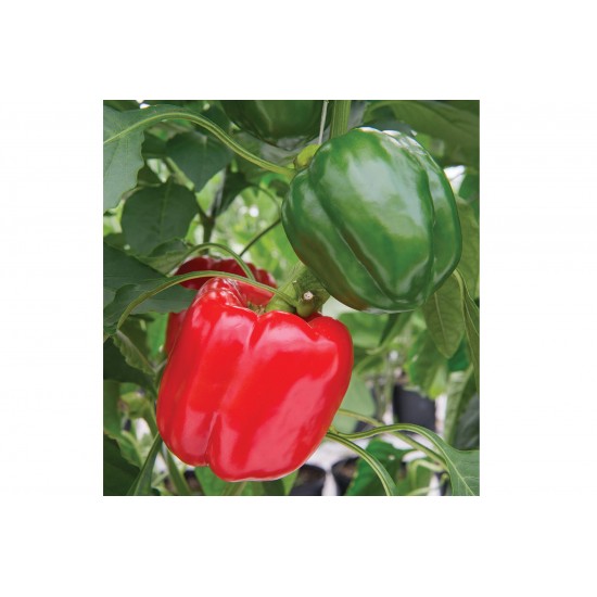 Sprinter - (F1) Bell Pepper Seed