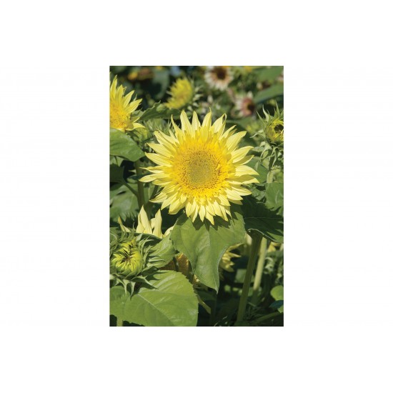 Starburst™ Lemon Aura - Sunflower Seed