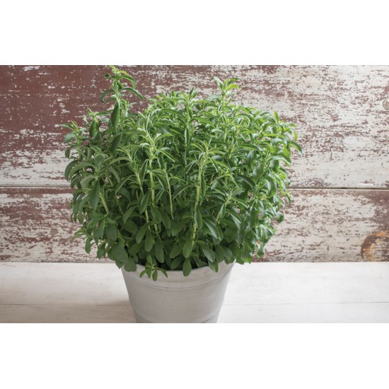 Stevia - Organic Herb Seed