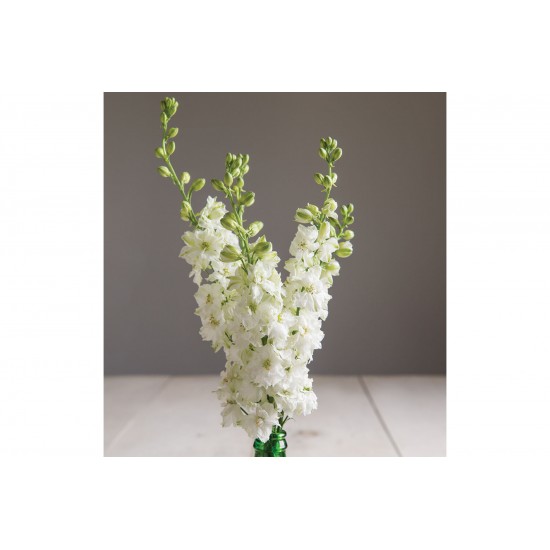 Sublime White - Larkspur Seed