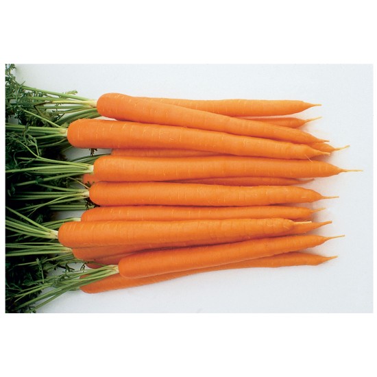Sugarsnax 54 -  (F1) Carrot Seed