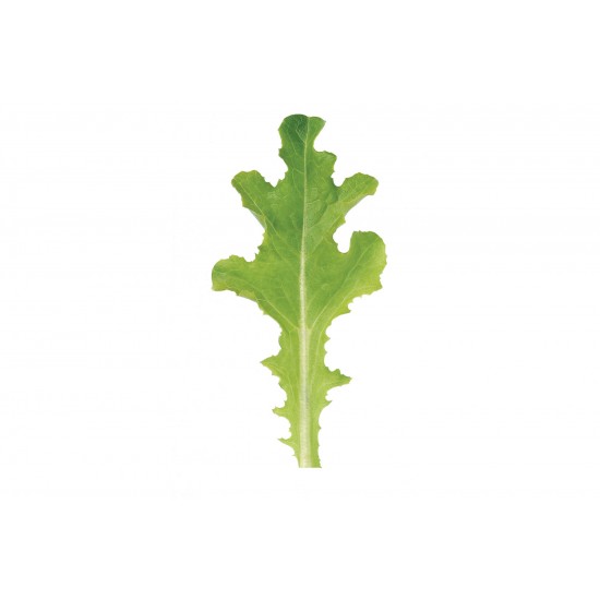 Sulu - Lettuce Seed
