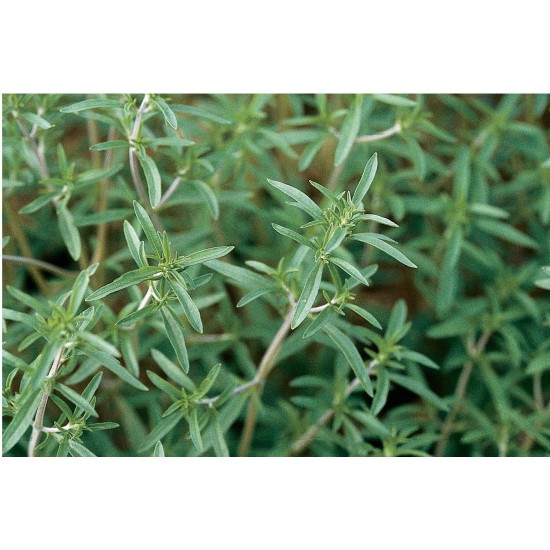 Summer Savory - Herb Seed