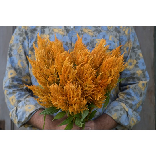 Sunday Gold - Celosia Seed