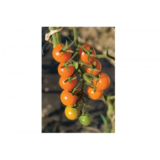 Sungold Tomato Seeds