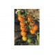 Sungold Tomato Seeds