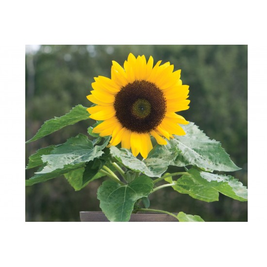 Sunny Smile - (F1) Sunflower Seed