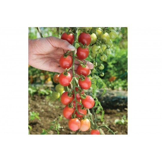 Sunpeach - (F1) Tomato Seed