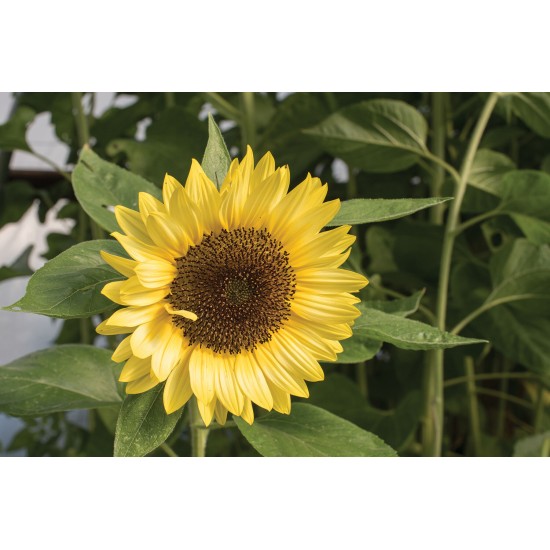 Sunrich Limoncello Summer Sunflower Seed
