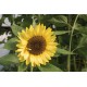 Sunrich Limoncello Summer Sunflower Seed