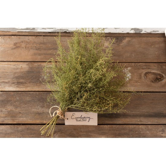 Sweet Annie - Organic Artemisia Seed