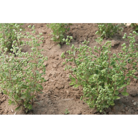 Sweet Marjoram - Organic Herb Seed