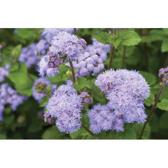 Tall Blue Planet - (F1) Ageratum Seed