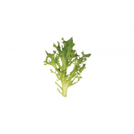 Tambay - Lettuce Seed