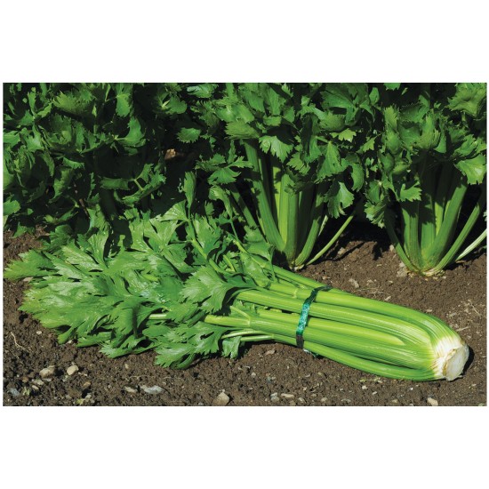 Tango - Organic Celery Seed