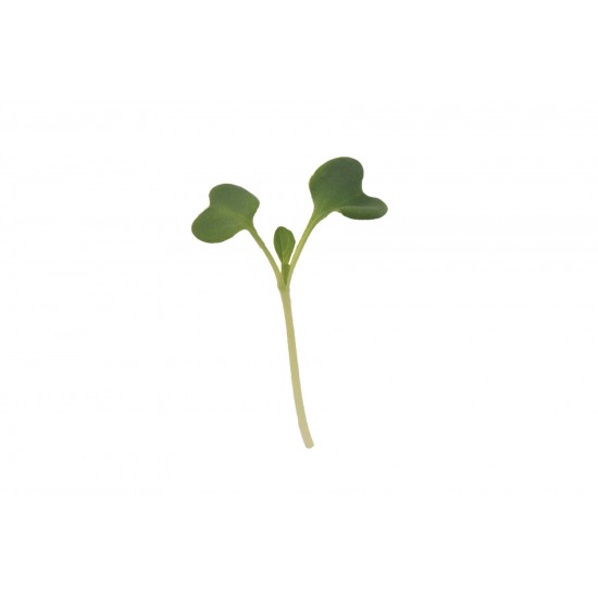 Tatsoi - Organic Microgreen Seed