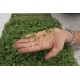Tatsoi - Organic Microgreen Seed