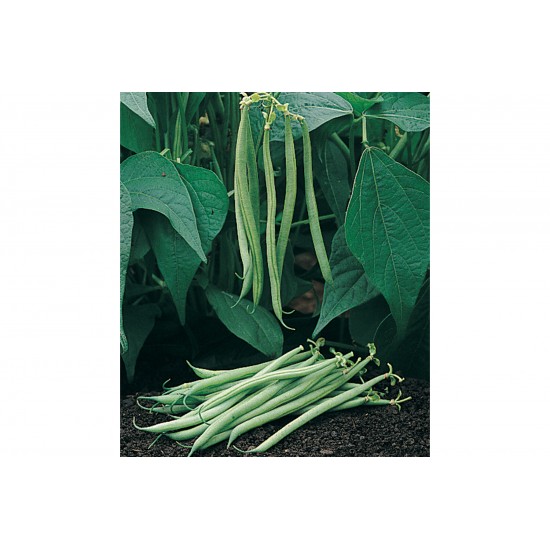 Tavera - Organic Bean Seed