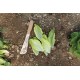 Tendita - Lettuce Seed