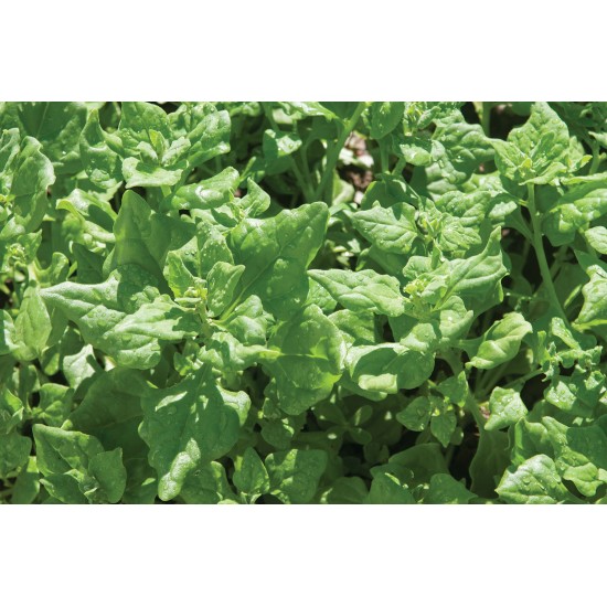 Tetragonia - Specialty Green Seed