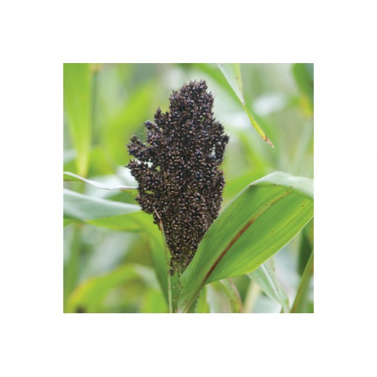 Texas Black - Broom Corn Seed