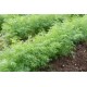Thalia - Organic Dill Seed