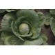 Tiara - Baby Cabbage Seeds