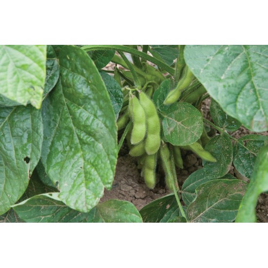 Tohya - Soybean Seed