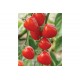 Tomatoberry Garden - (F1) Tomato Seed