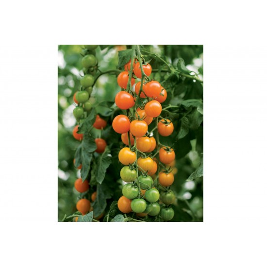 Toronjina - (F1) Tomato Seed