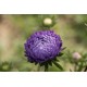 Tower Blue - China Aster Seed