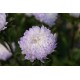 Tower Silver - China Aster Seed