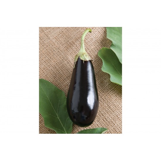 Traviata - Organic (F1) Eggplant Seed