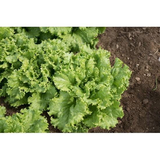 Tropicana - Organic Lettuce Seed