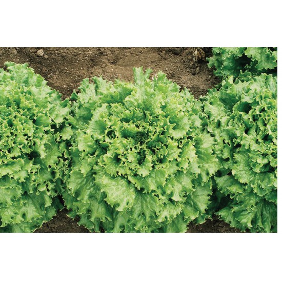 Tropicana - Organic  Lettuce Seed