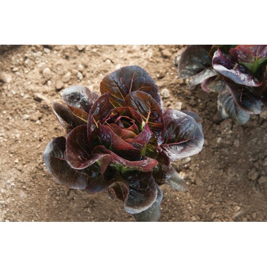 Truchas - Organic  Lettuce Seed