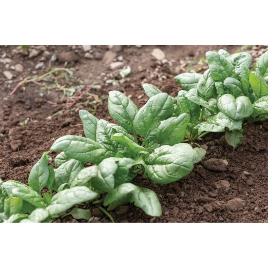 Tundra - Organic (F1) Spinach Seed
