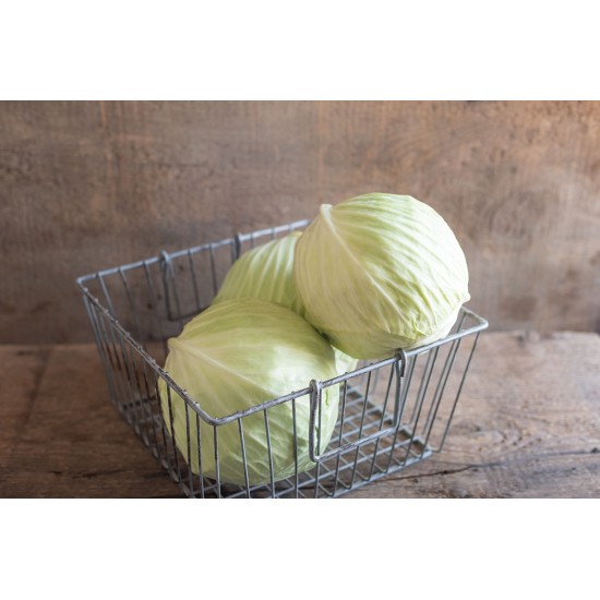 Typhoon - Organic (F1) Cabbage Seed