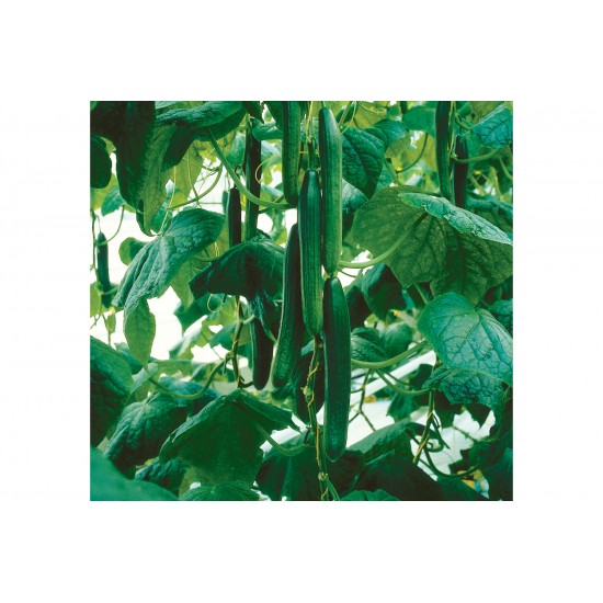 Tyria - Organic (F1) Cucumber Seed