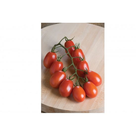 Verona - (F1) Tomato Seed