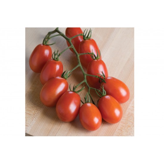 Verona - Organic (F1) Tomato Seed