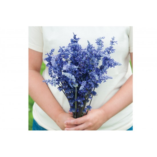 Victoria Blue - Salvia Seed