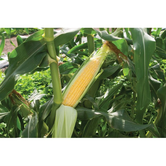 Vision MXR - Treated (F1) Corn Seed