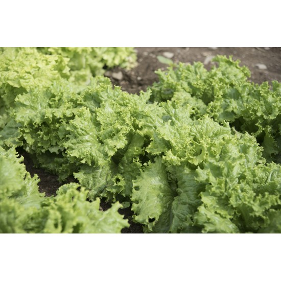 Waldmann's Dark Green - Organic Lettuce